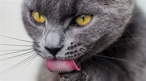 lingua de gato